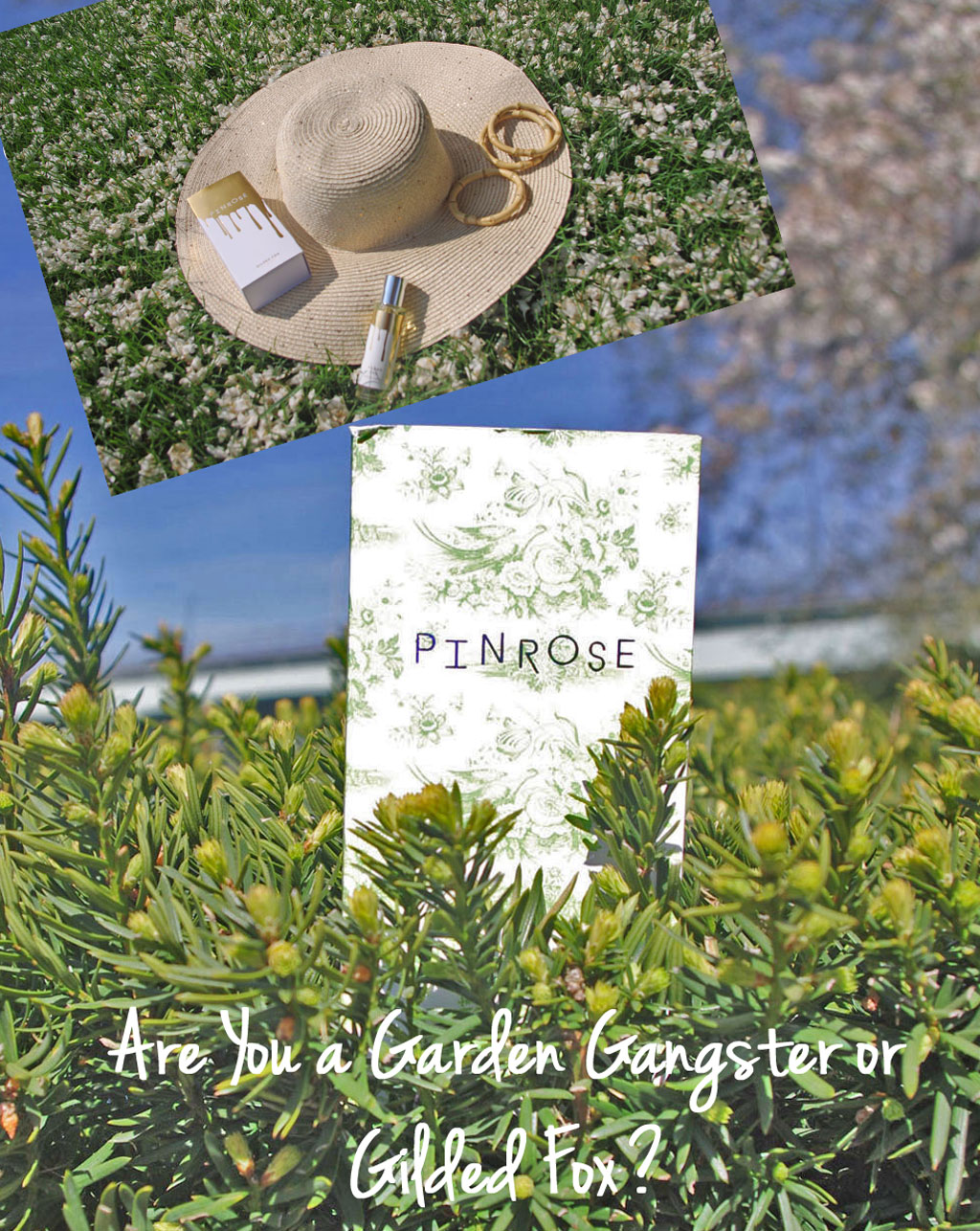pinrose15