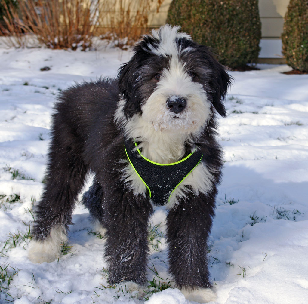 oldenglishsheepdog7