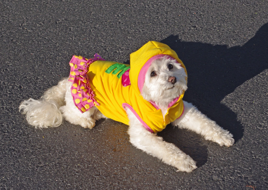 love-dog-hoodie
